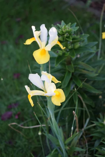 Iris Hollandica Hollandica Beautiful Bright Colors White Yellow Colorful Flowers — 스톡 사진