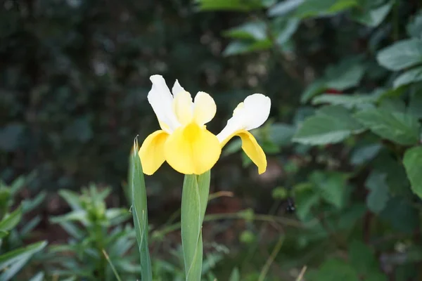 Iris Hollandica Hollandica Cores Bonitas Brilhantes Branco Amarelo Flores Coloridas — Fotografia de Stock