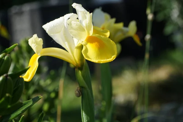 Iris Hollandica Hollandica 美丽而明亮的白色和黄色 五彩缤纷的花朵又窄又长 到了尽头就变细了 德国柏林 — 图库照片