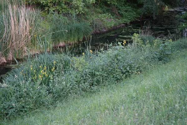 Iris Pseudacorus Bandiera Gialla Iride Gialla Bandiera Acqua Una Specie — Foto Stock