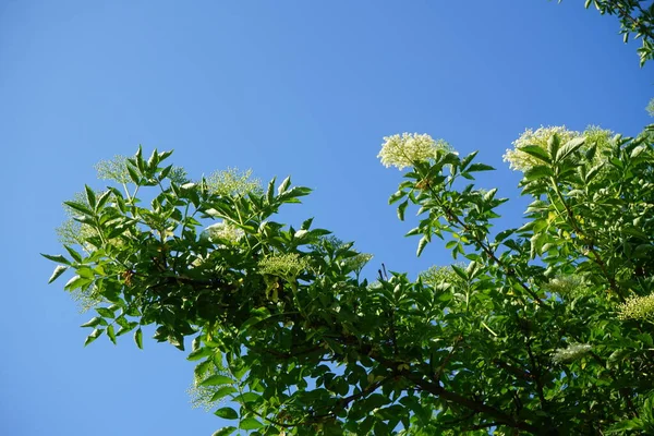 Viburnum Lantana Een Straalvinnige Vissensoort Uit Familie Van Donderpadden Viburnum — Stockfoto