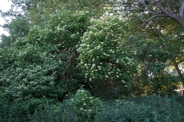 长毛象 Viburnum Lantana 是长毛象中的一种 德国柏林 — 图库照片