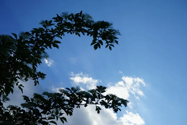 Viburnum Lantana Der Wander Oder Wanderbaum Ist Eine Art Von — Stockfoto