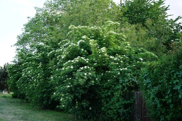 Viburnum Lantana Wayfarer Wayfaring Tree Species Viburnum Berlin Germany — Photo