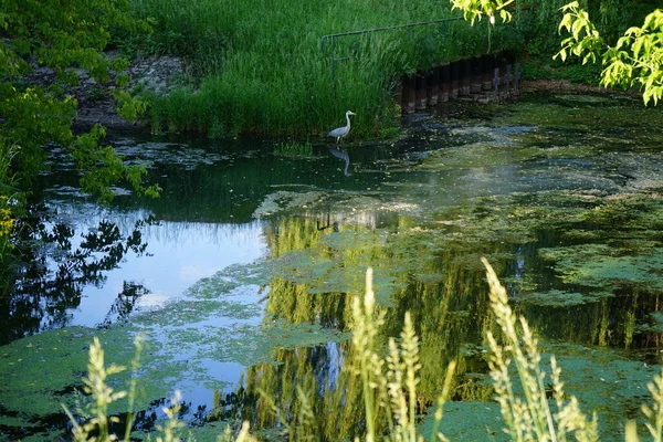 Heron Water Wuhle River June Grey Heron Ardea Cinerea Long — Photo