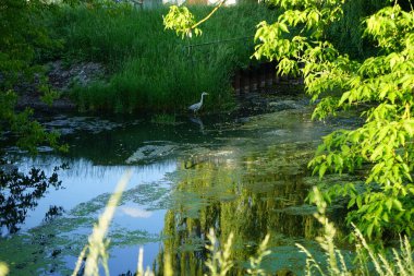 Heron in the water of the Wuhle river in June. The grey heron, Ardea cinerea, is a long-legged predatory wading bird of the heron family, Ardeidae. Berlin, Germany 
