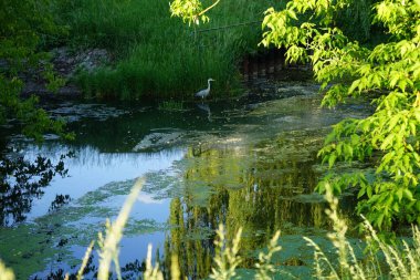 Heron in the water of the Wuhle river in June. The grey heron, Ardea cinerea, is a long-legged predatory wading bird of the heron family, Ardeidae. Berlin, Germany 