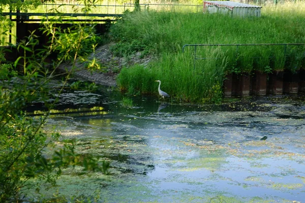Heron Water Wuhle River June Grey Heron Ardea Cinerea Long — Photo