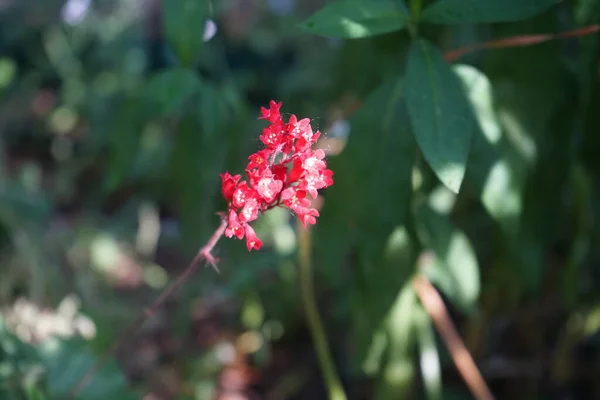 Heuchera Sanguinea Leuchtkafer Blooms June Garden Berlin Germany — Foto de Stock