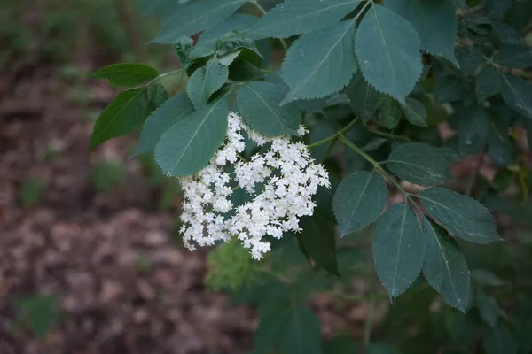 Viburnum Lantana Расцветает Начале Июня Viburnum Lantana Странствующее Дерево Является — стоковое фото