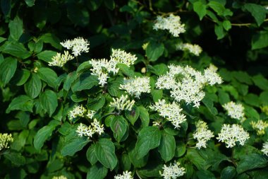 Viburnum lantana Haziran başında çiçek açar. Viburnum lantana, Viburnum familyasından bir ağaç türü. Berlin, Almanya