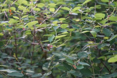 A bee flies over the Symphoricarpos albus flowers in June in the forest. 