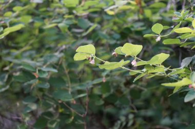 A bee flies over the Symphoricarpos albus flowers in June in the forest. 