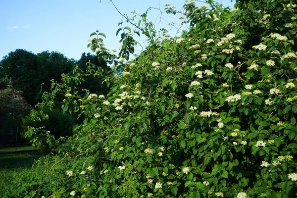 Viburnum Lantana Floresce Início Junho Viburnum Lantana Uma Espécie Planta — Fotografia de Stock