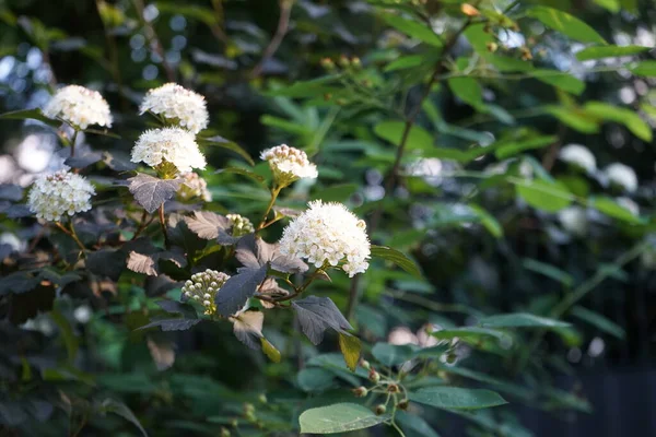 Viburnum Opulus Ook Wel Guelderroos Guelderroos Adoxaceae Een Botanische Naam — Stockfoto