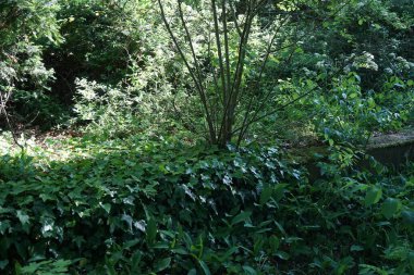 Vadideki Zambak, Nilüfer çiçeği, tatlı kokulu, kolsuz, bahar aylarında püskürtülen çan şeklinde beyaz çiçekleri olan bir orman bitkisidir. Berlin, Almanya 