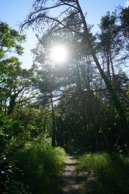 Güneş ormandaki ağaçların dallarından parlıyor. Haziranda güzel bir bitki örtüsü. Berlin, Almanya 