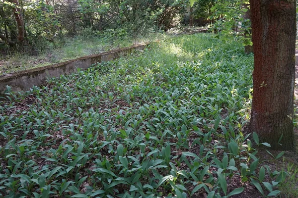 Lys Vallée Convallaria Majalis Lis Vallée Est Une Plante Fleurs — Photo