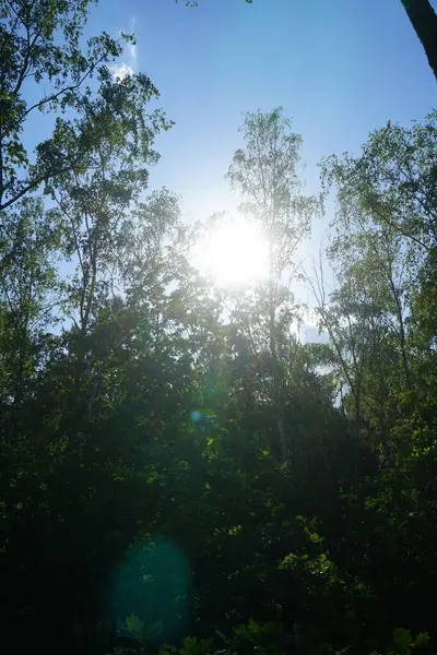 Sol Brilha Através Dos Ramos Das Árvores Floresta Linda Vegetação — Fotografia de Stock