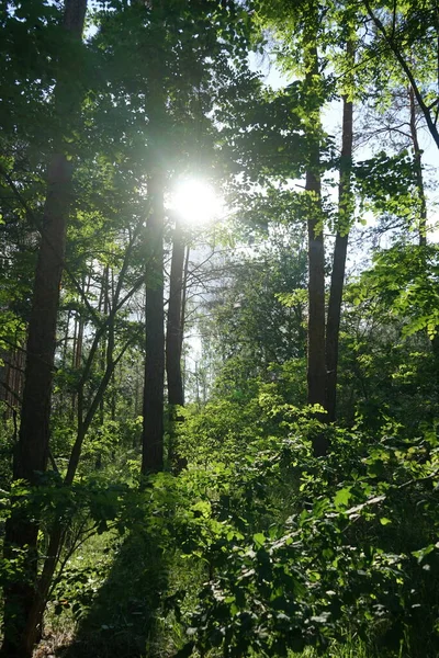 Sole Splende Tra Rami Degli Alberi Nella Foresta Bella Vegetazione — Foto Stock