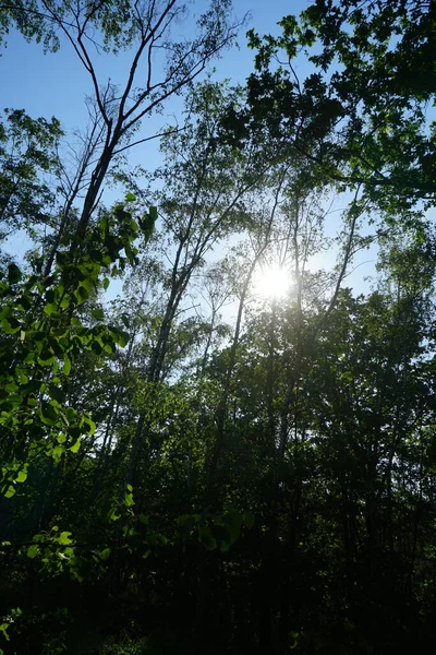 Sol Brilha Através Dos Ramos Das Árvores Floresta Linda Vegetação — Fotografia de Stock