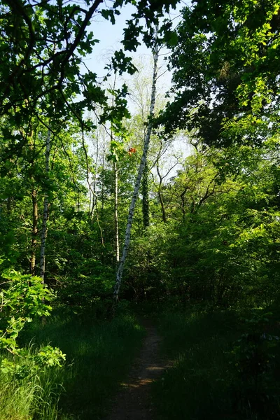 Prachtig Boslandschap Een Zonnige Juni Dag Prachtige Vegetatie Zomer Berlijn — Stockfoto