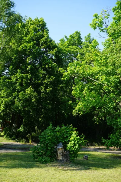 Beau Paysage Forestier Par Une Journée Ensoleillée Juin Magnifique Végétation — Photo