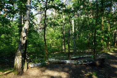 Güneşli bir haziran gününde güzel bir orman manzarası. Yazın muhteşem bir bitki örtüsü. Berlin, Almanya