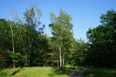 Güneşli bir haziran gününde güzel bir orman manzarası. Yazın muhteşem bir bitki örtüsü. Berlin, Almanya