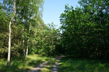 Güneşli bir haziran gününde güzel bir orman manzarası. Yazın muhteşem bir bitki örtüsü. Berlin, Almanya