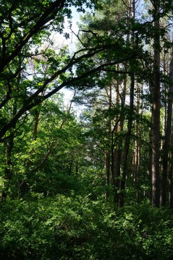 Güneşli bir haziran gününde güzel bir orman manzarası. Yazın muhteşem bir bitki örtüsü. Berlin, Almanya