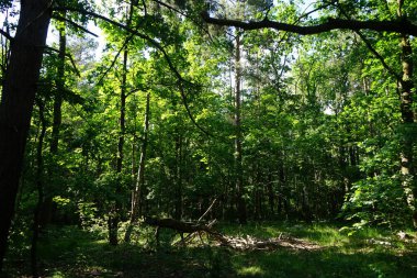 Güneşli bir haziran gününde güzel bir orman manzarası. Yazın muhteşem bir bitki örtüsü. Berlin, Almanya