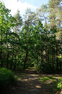 Güneşli bir haziran gününde güzel bir orman manzarası. Yazın muhteşem bir bitki örtüsü. Berlin, Almanya