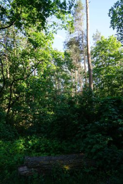 Güneşli bir haziran gününde güzel bir orman manzarası. Yazın muhteşem bir bitki örtüsü. Berlin, Almanya