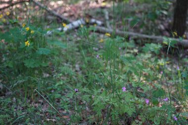 Agrostemma gracilis Haziran 'da çiçek açar. Agrostemma, Caryophyllaceae familyasına ait yıllık bitki cinsi. Berlin, Almanya 