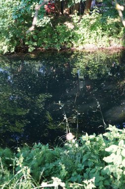 Pembe Papaver oryantürü Haziran ayında Wuhle Nehri kıyısında çiçek açar. Berlin, Almanya 
