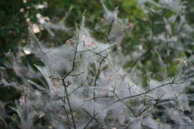 Örümcek ağlarıyla kaplı bir ağaç, ve üzerinde tırtıllar olan kozalar - bunlar ağaç güvelerinin tırtıllarıdır, Yponomeuta evonymella, öncelikle elma, kuş kirazı ve dağ külü gibi meyve ağaçlarını seçerler. Berlin, Almanya 