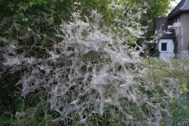 Örümcek ağlarıyla kaplı bir ağaç, ve üzerinde tırtıllar olan kozalar - bunlar ağaç güvelerinin tırtıllarıdır, Yponomeuta evonymella, öncelikle elma, kuş kirazı ve dağ külü gibi meyve ağaçlarını seçerler. Berlin, Almanya 