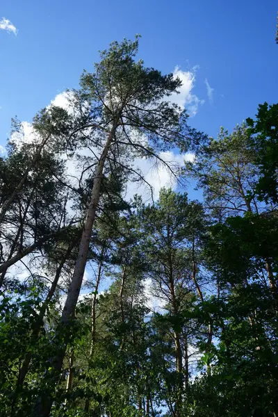 Güneşli Bir Haziran Gününde Güzel Bir Orman Manzarası Yazın Muhteşem — Stok fotoğraf