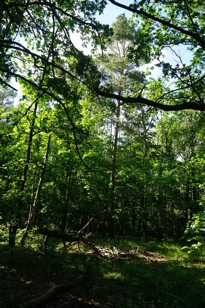 Bela Paisagem Florestal Dia Ensolarado Junho Magnífica Vegetação Verão Berlim — Fotografia de Stock