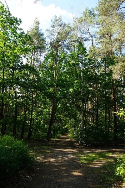 Bela Paisagem Florestal Dia Ensolarado Junho Magnífica Vegetação Verão Berlim — Fotografia de Stock