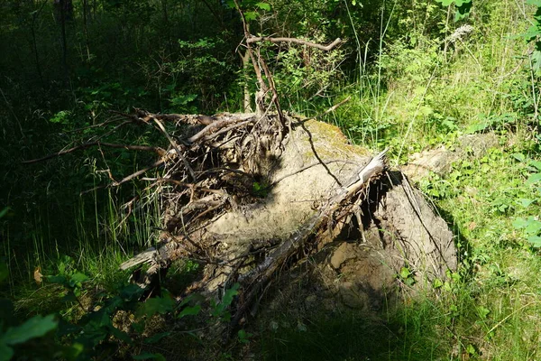 Vackert Skogslandskap Solig Junidag Magnifik Växtlighet Sommaren Berlin Tyskland — Stockfoto