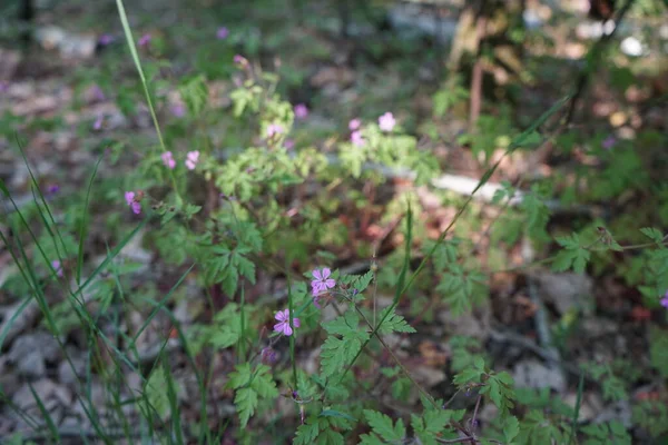 Июне Расцветает Agrostemma Gracilis Agrostemma Род Ежегодных Растений Семейства Caryophyllaceae — стоковое фото