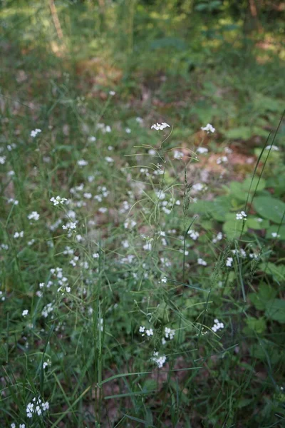Arabidopsis Blanc Fleurit Dans Forêt Juin Arabidopsis Rockcress Est Genre — Photo