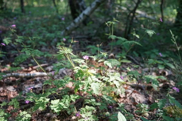 Agrostemma Gracilis Kwitnie Czerwcu Agrostemma Jest Rodzajem Roślin Jednorocznych Rodziny — Zdjęcie stockowe