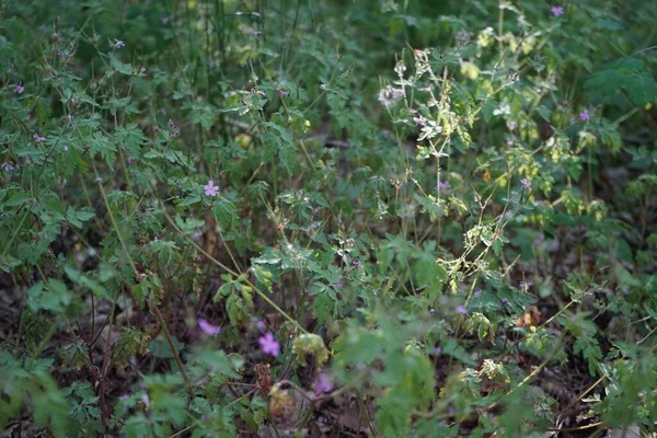 Agrostemma Gracilis Blüht Juni Agrostemma Ist Eine Einjährige Pflanzengattung Aus — Stockfoto