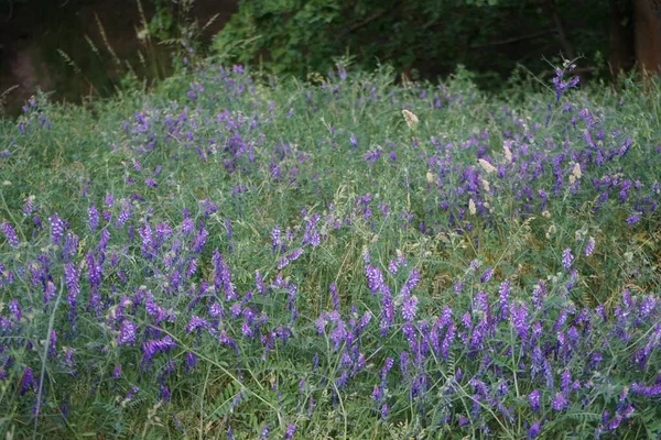 Vicia Cracca Vesce Touffetée Vesce Des Vaches Vesce Des Oiseaux — Photo