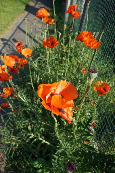 Orange Papaver Orientale Garden Early June Papaver Orientale Oriental Poppy — Stock Photo, Image