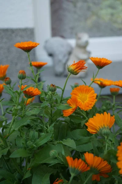 Calendula Officinalis Juni Garten Calendula Officinalis Die Ringelblume Ist Eine — Stockfoto