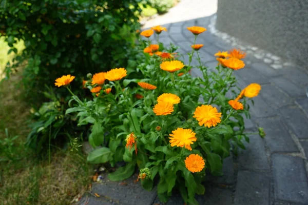 Календула Лекарственная Июне Саду Calendula Officinalis Кастрюля Мэриголд Руля Обыкновенная — стоковое фото